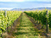 New Zealand vineyard