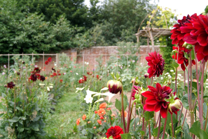 Dhalias, Newick Park Hotel