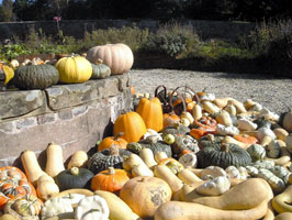 Pumpkins in the Walled Garden, Newick Park Hotel