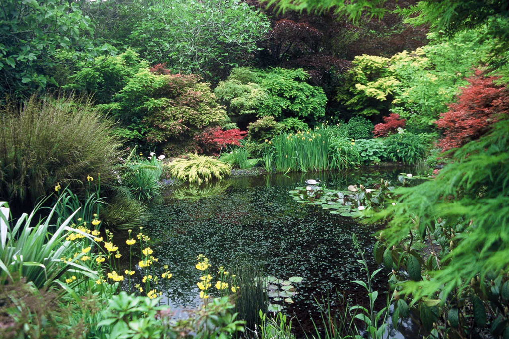 Pond, Ngamamaku Garden