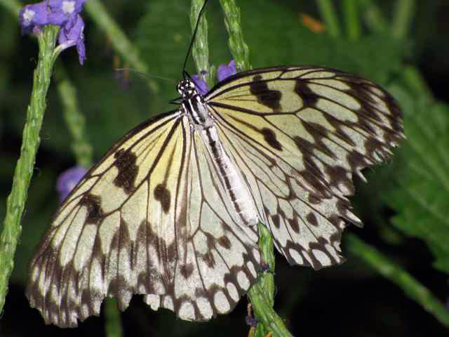 Butterfly, Niagara Botanical Garden