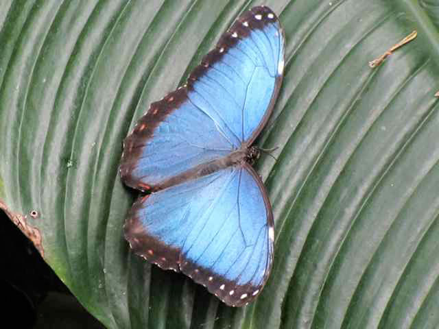 Niagara Botanical Garden, Canada