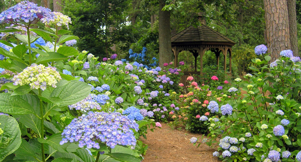 Hydrangeas, Norfolk Botanical Garden