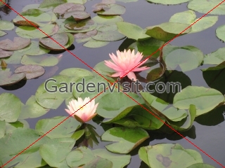 Nymphaea Lily