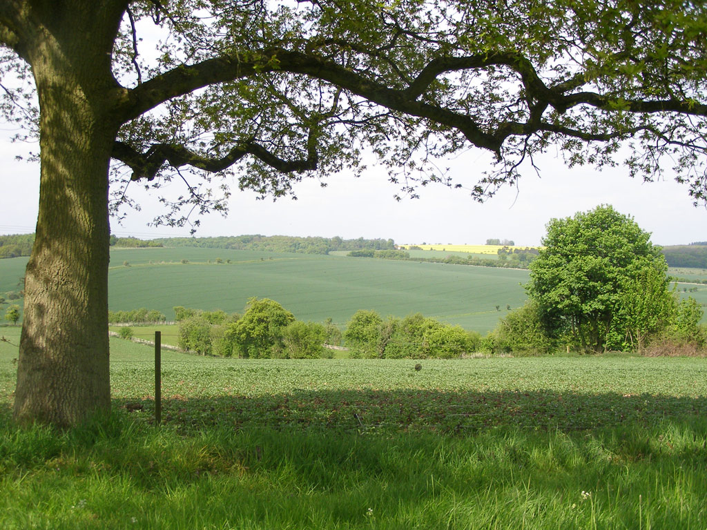 View from the Arboretum