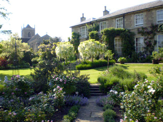 Wisteria, Old Rectory Gardens