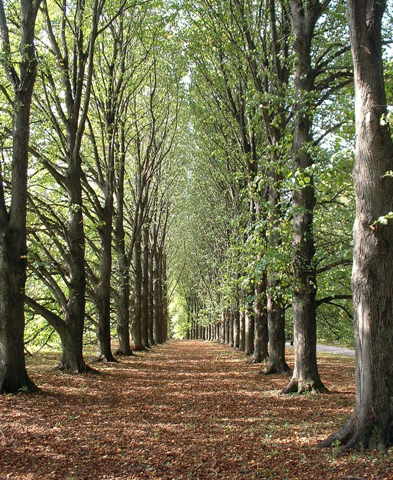 Allee, Old Westbury Gardens