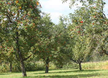 Orchard planting design