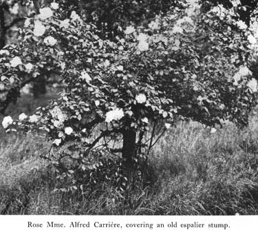 Ornament alfred carriere on stump p