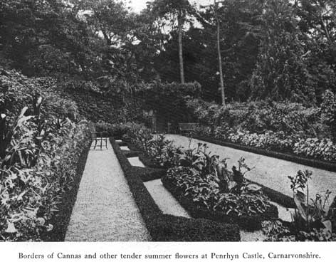 Ornament canna flower border p