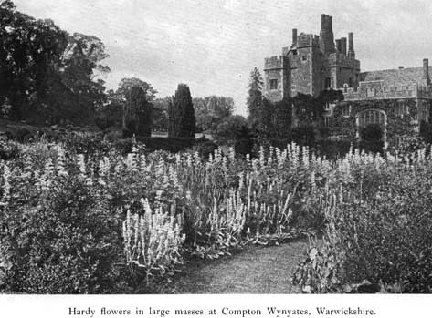 Ornament compton wynyates hardy flowers p