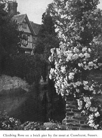 Ornament crowhurst climbing rose p