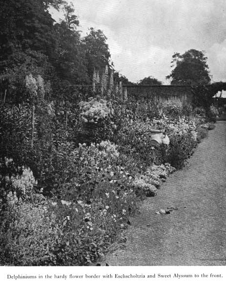 Ornament delphinium herbaceous border p