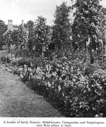 Ornament herbaceous planting with roses p