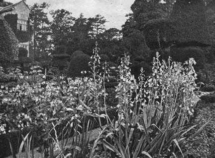 Ornament levens hall flowers p