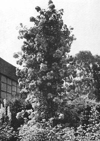 Ornament pillar rose p