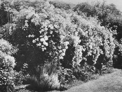 Ornament rambling roses torrent p