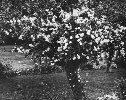 Ornament rose on apple tree p
