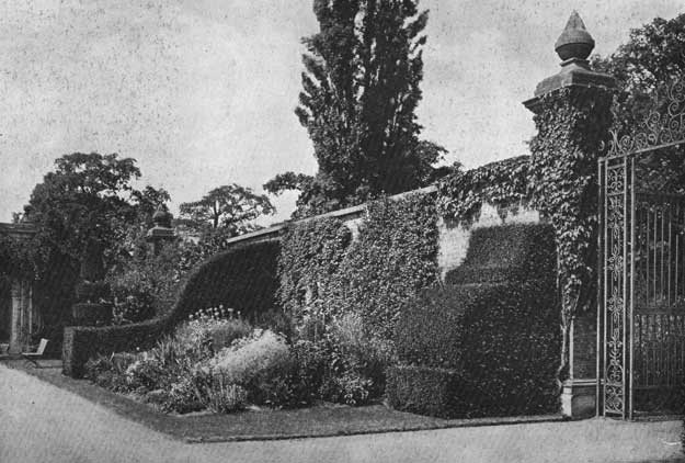 Ornament yew butterss planting l