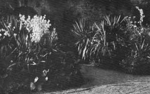 Ornament yucca planting p