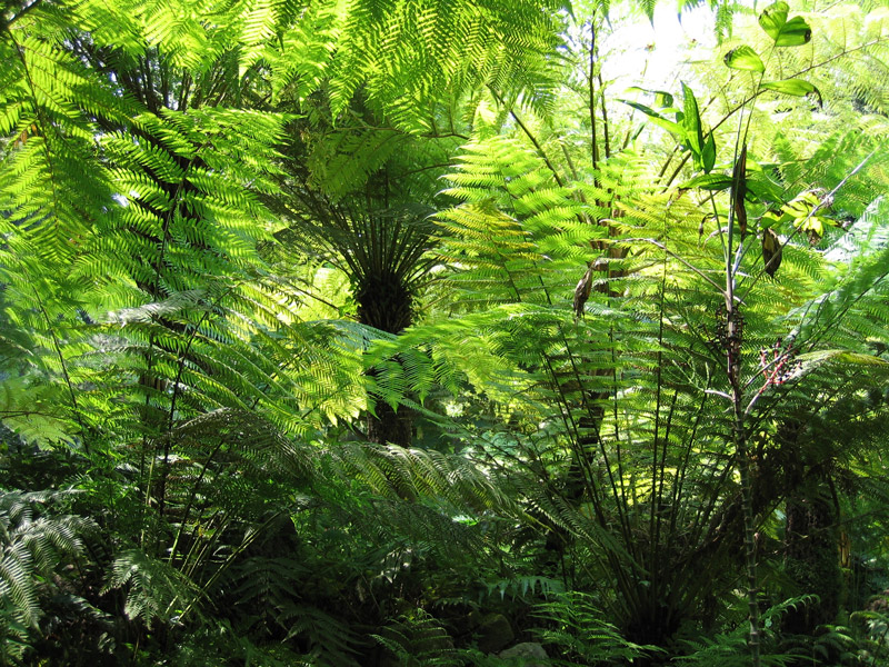 Ferns, Orto Botanico di Napoli