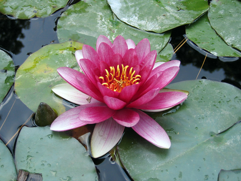 Nymphaea, Orto Botanico di Napoli