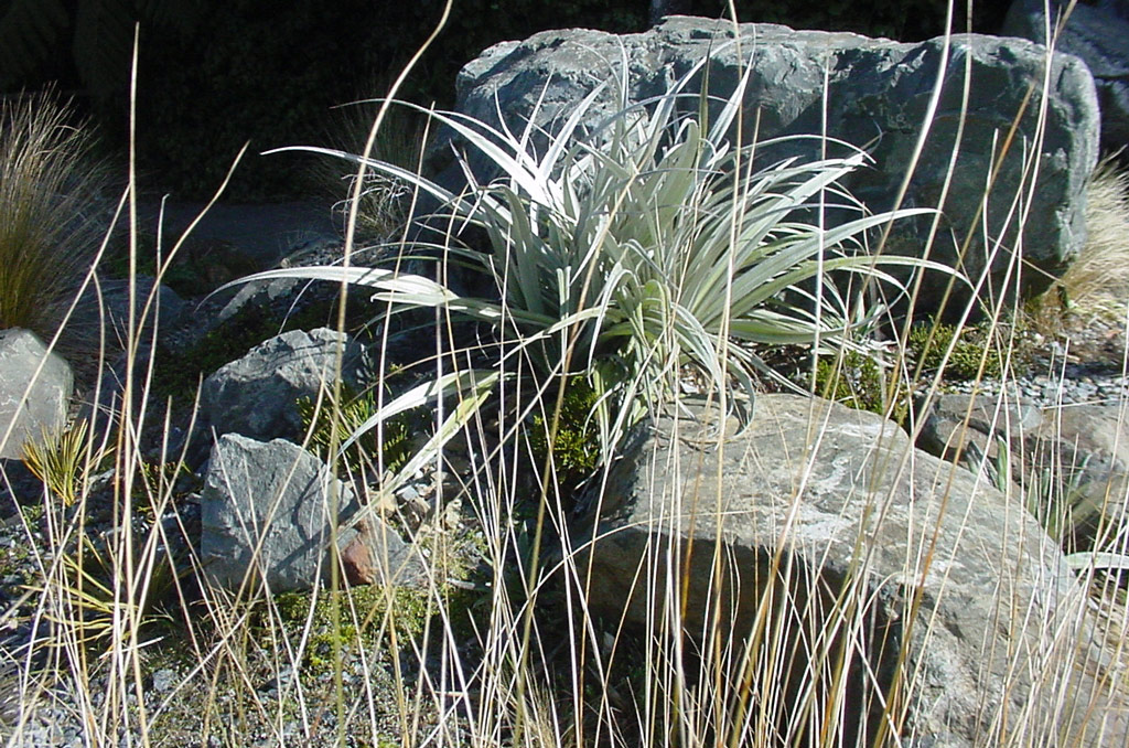 Alpine Garden, Otari-Wilton's Bush Native Botanic Garden