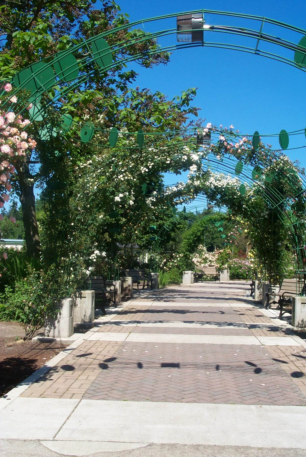 Pergola, Owen Rose Garden