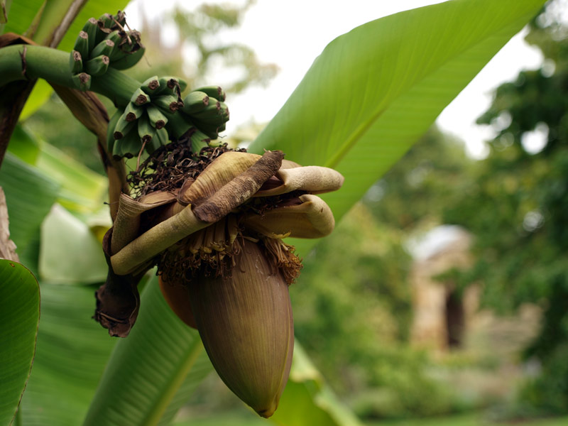 Banana Fruiting, Oxford Botanic Garden