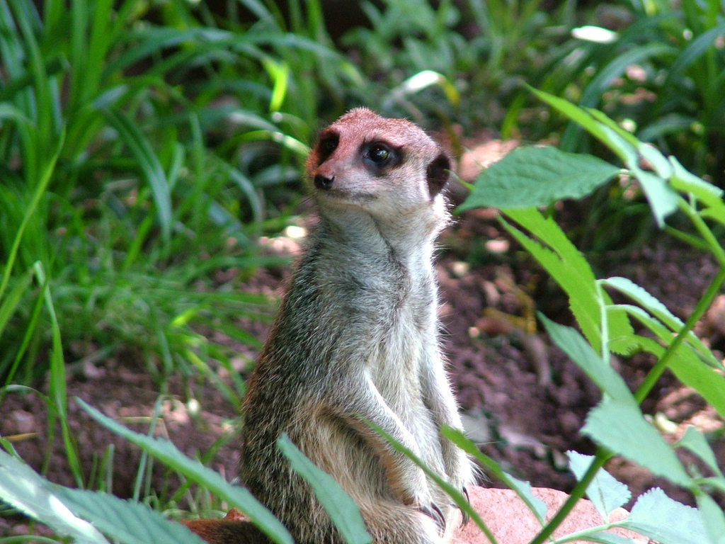 Paignton Zoo Environmental Park Mark Ferbert