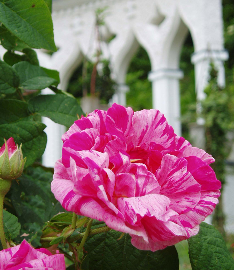 Painswick Rococo