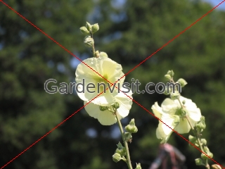 Pale Yellow Hollyhocks
