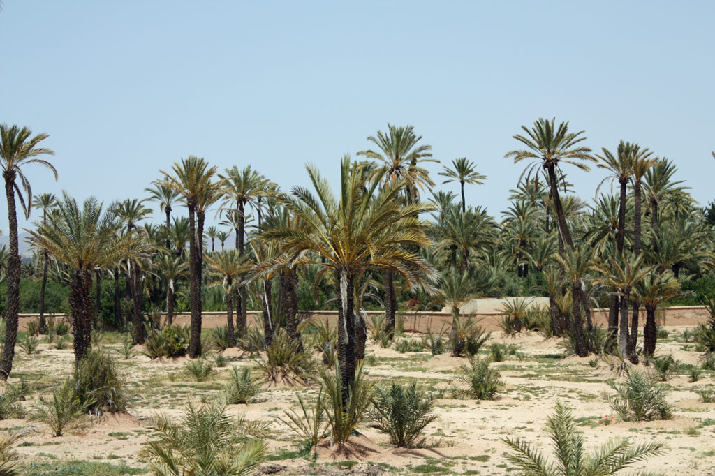 Palmeraie Garden, Morocco