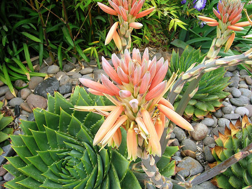 Paloma Garden, New Zealand