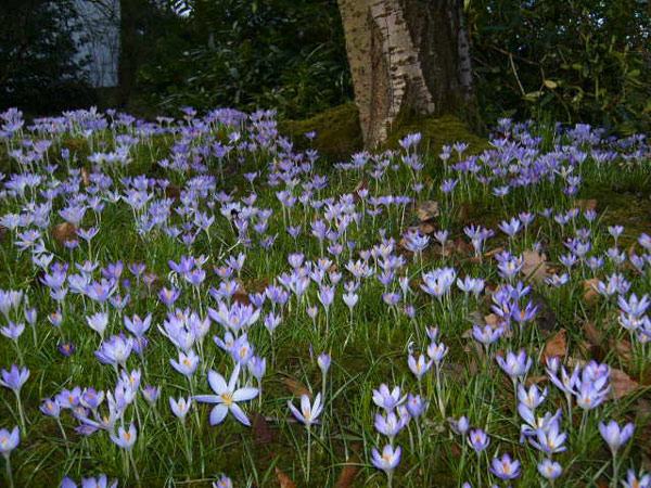 Crocus, Part-Y-Seal Gardens