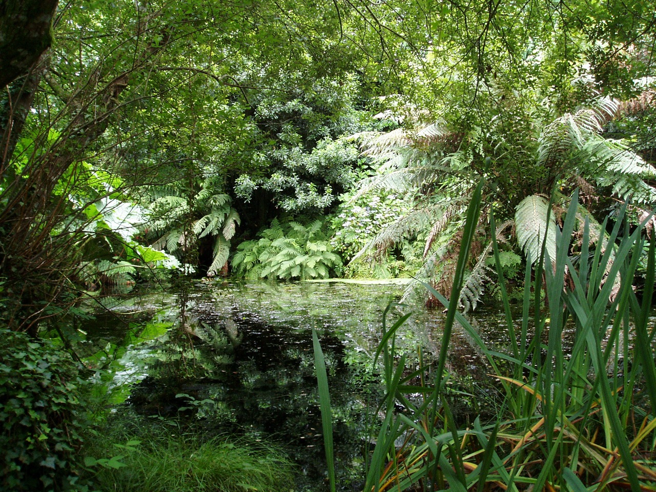 Penjerrick Garden Phil Beard