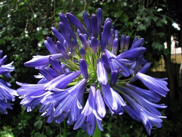 Agapanthus, Pennard Plants