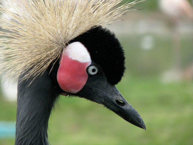 Crane, Pensthorpe