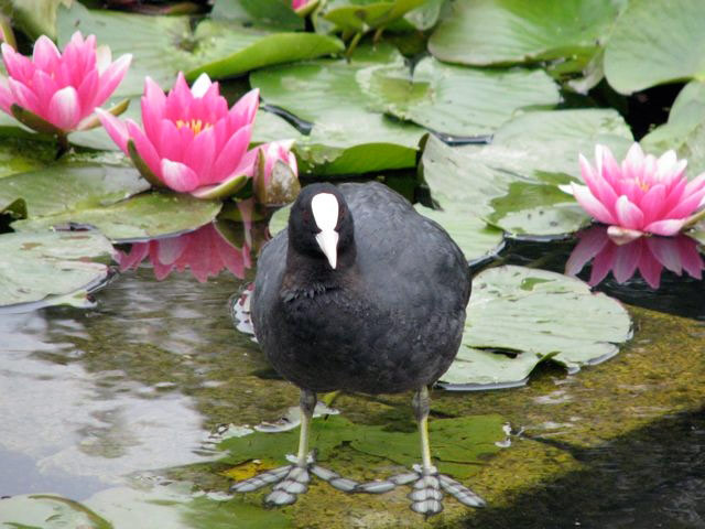 Water Lilies, Pensthorpe