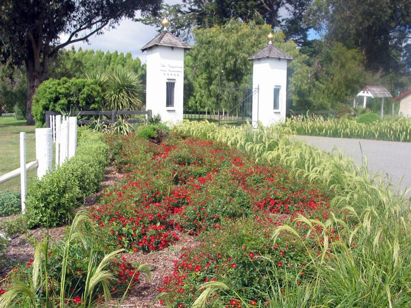 The Peppertree, New Zealand