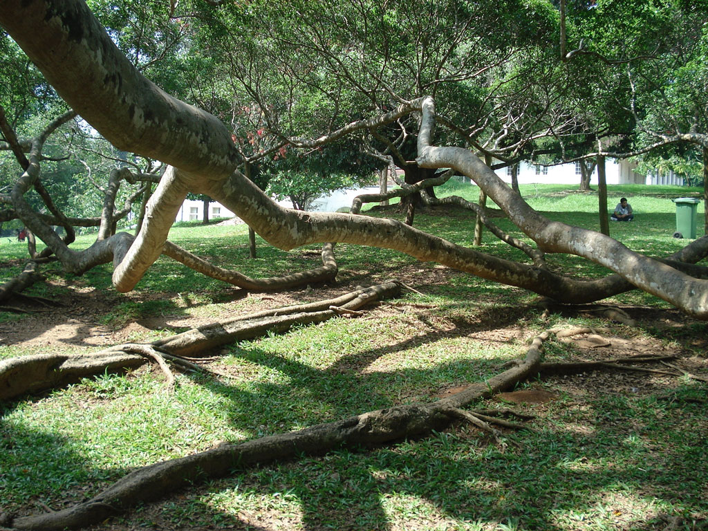 Peradeniya Botanic Gardens, Sri Lanka