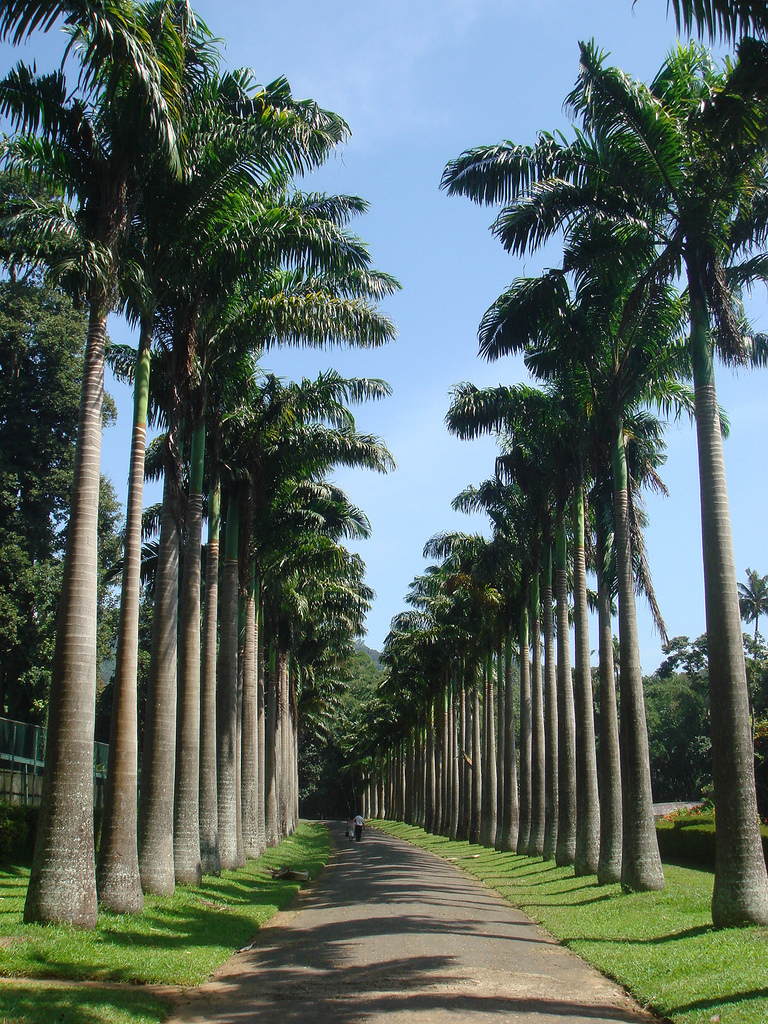 Peradeniya Botanic Gardens Leon Meerson