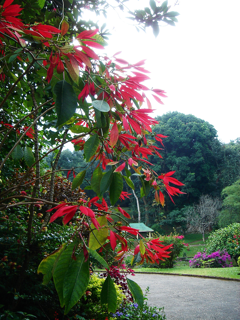 Peradeniya Botanic Gardens Michael Renner