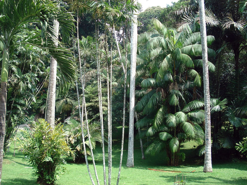 Peradeniya Gardens