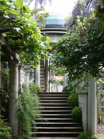 Pergola planting design - Wisteria