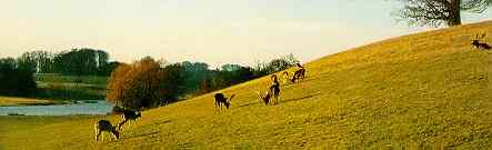 Petworth Park by Lancelot Brown (photo M Lancaster)