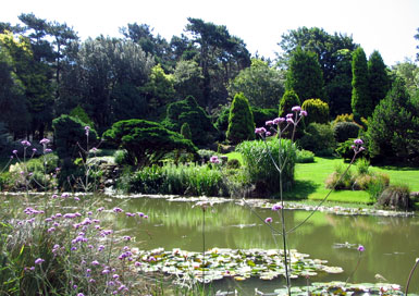 Pines garden lake