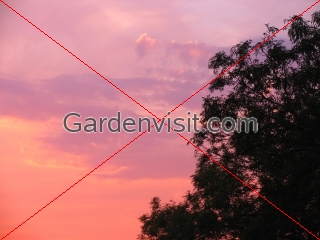 Pink Sky Ash Tree