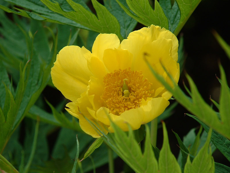 Pernie deliabayii, Scottish Plant Hunters' Garden