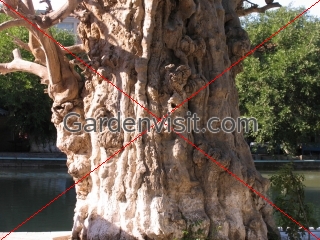 Plane Tree Uzbekistan
